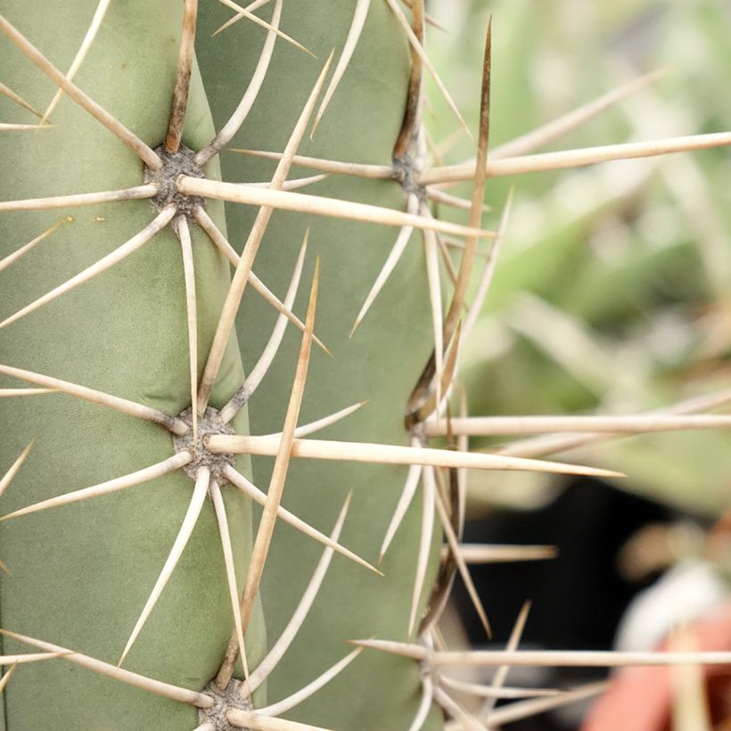 Echinopsis pasacana - Cactus (Foliage)