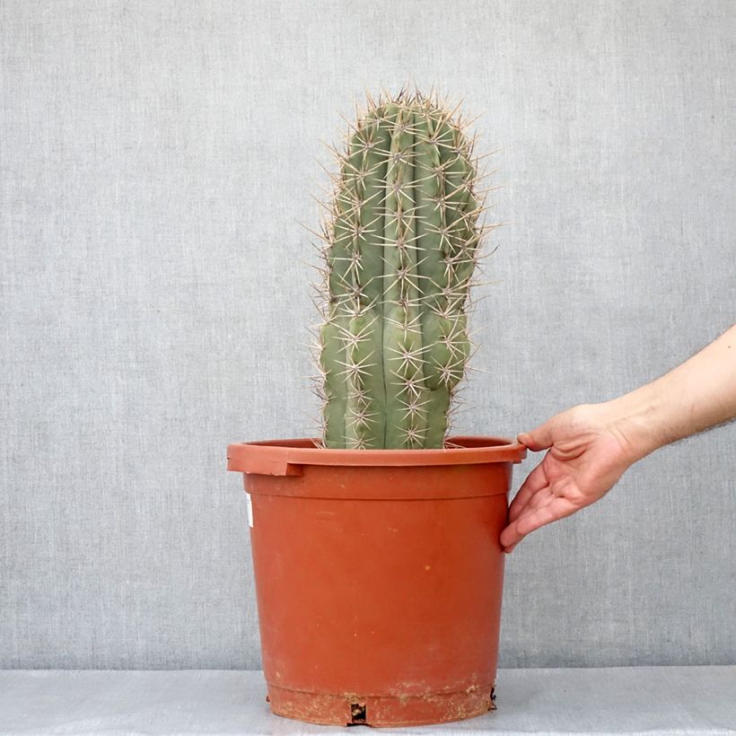 Example of Echinopsis pasacana - Cactus Vaso da 12L/15L as you get in printemps