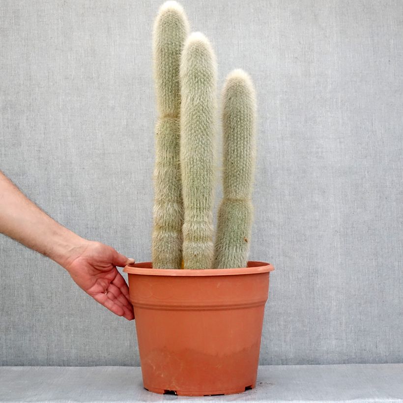 Example of Cleistocactus strausii - Cactus Vaso da 12L/15L as you get in printemps