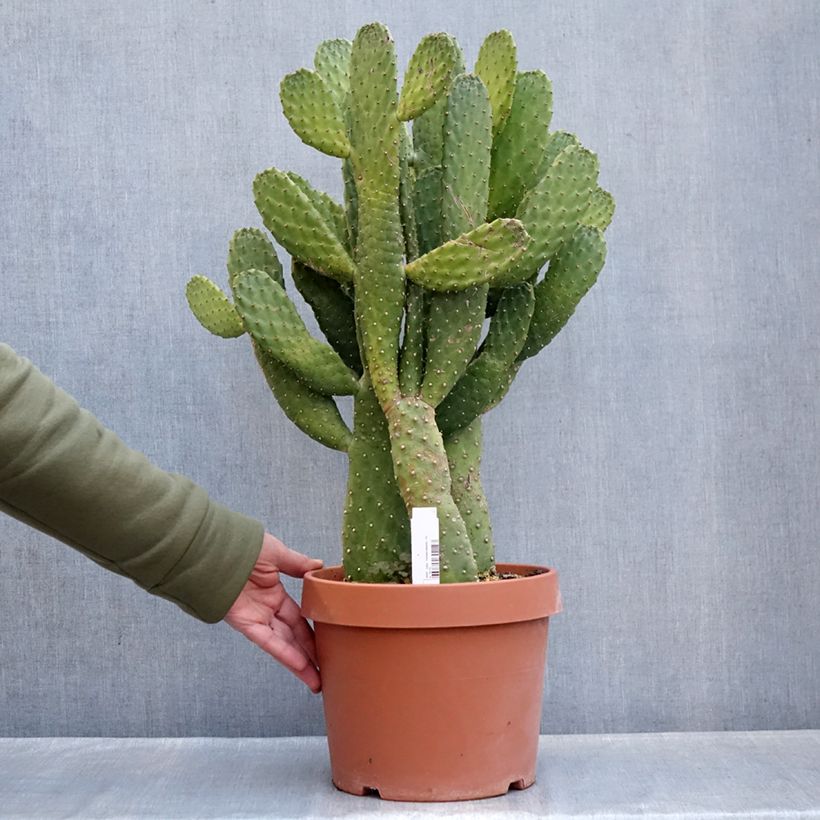 Cactus - Consolea rubescens Vaso da 7,5L/10L esemplare consegnato in inverno