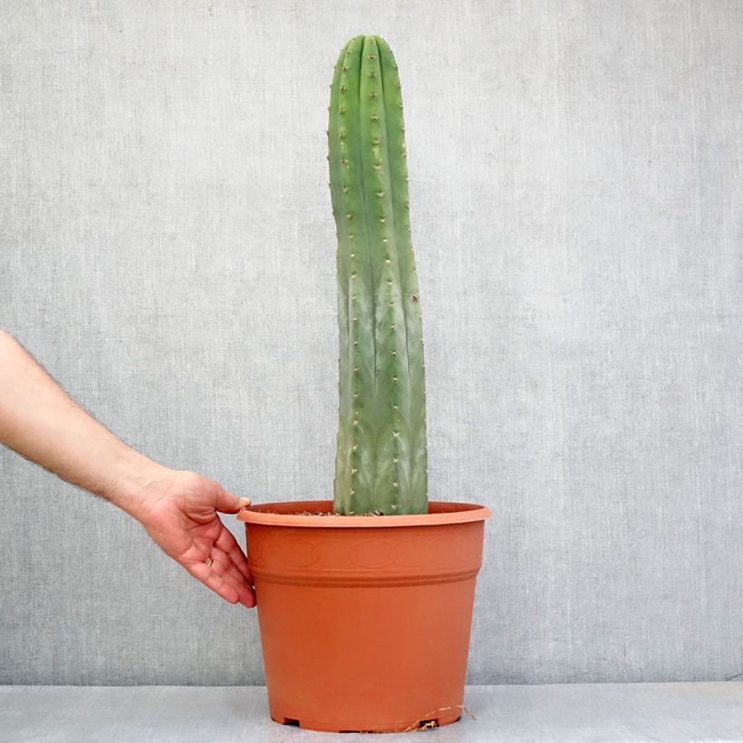 Example of Trichocereus pachanoi - Cactus San Pedro Vaso da 12L/15L as you get in printemps