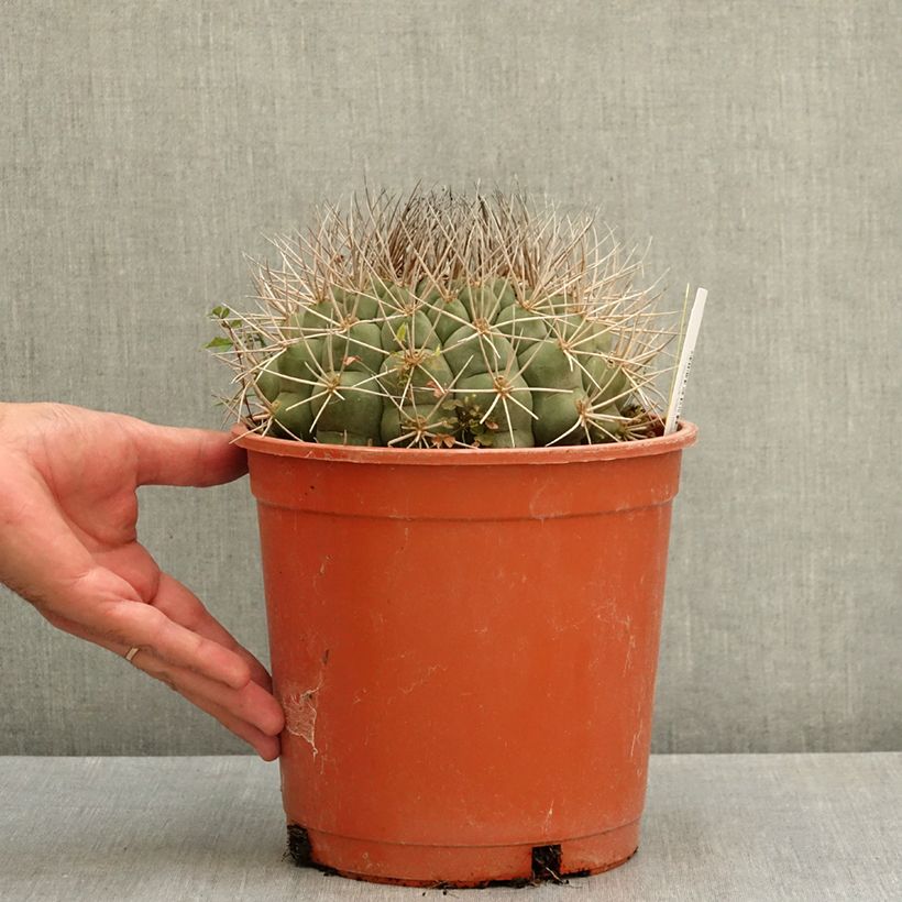 Esemplare di Cactus - Gymnocalycium saglionis Vaso da 4L/5L consegnato in estate