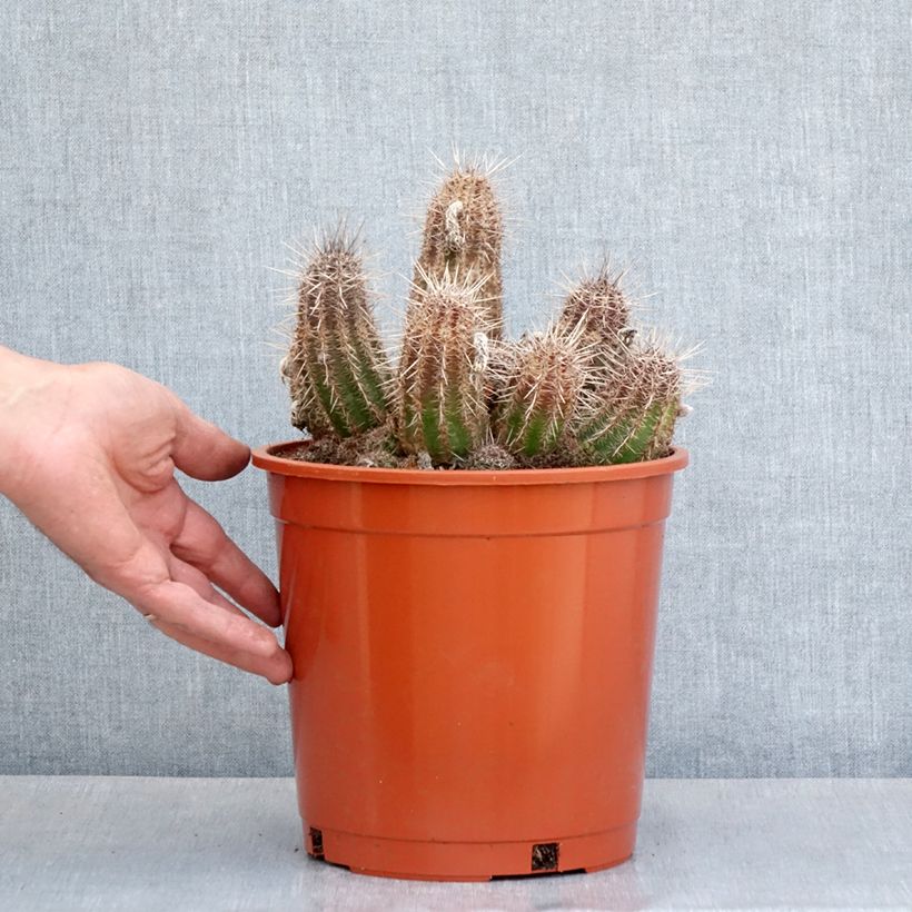 Example of Cactus - Lobivia cardenasiana Vaso da 4L/5L as you get in printemps