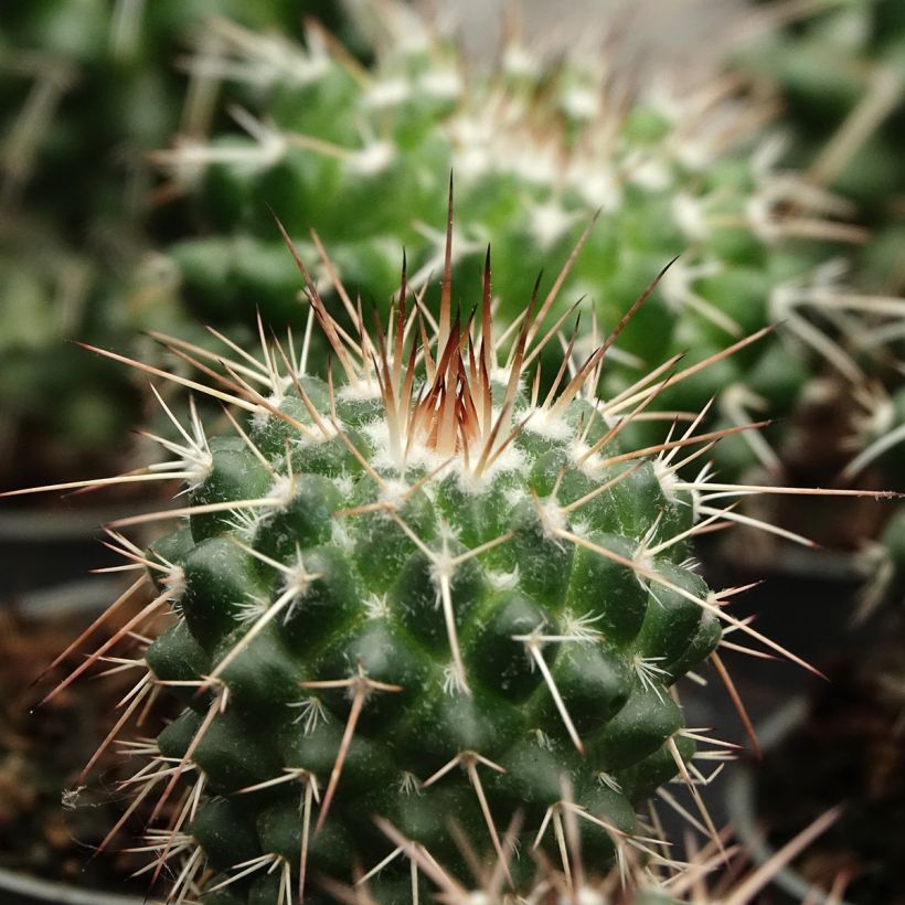 Cactus - Mammillaria baxteriana (Fogliame)