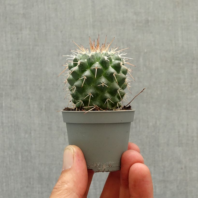 Cactus - Mammillaria baxteriana Mini-plante esemplare consegnato in primavera