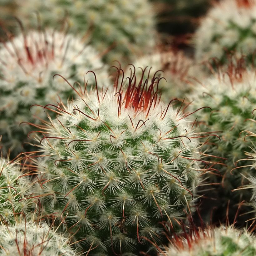 Cactus - Mammillaria bombycina (Fogliame)