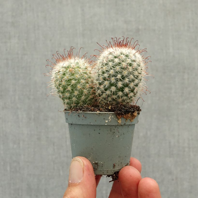Cactus - Mammillaria bombycina Mini-plante esemplare consegnato in primavera