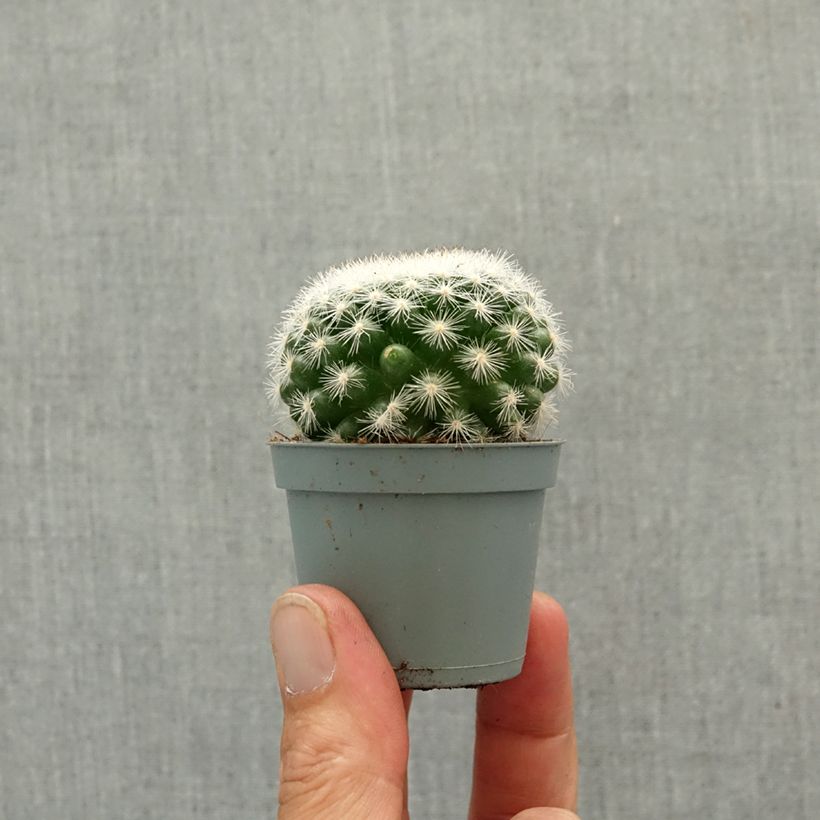 Cactus - Mammillaria candida Mini-plante esemplare consegnato in primavera