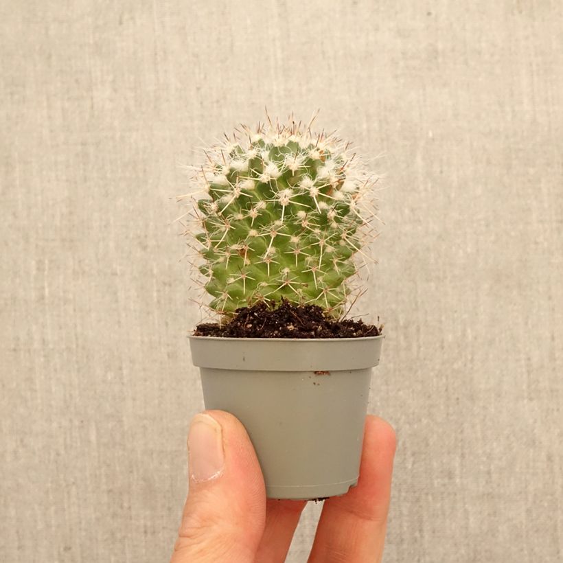 Cactus - Mammillaria compressa mini-pianta esemplare consegnato in primavera