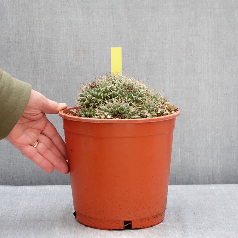 Cactus - Mammillaria compressa Vaso da 4L/5L esemplare consegnato in inverno