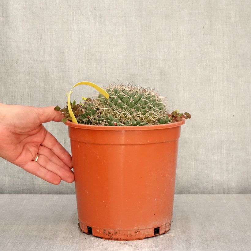 Cactus - Mammillaria compressa Vaso da 4L/5L esemplare consegnato in primavera