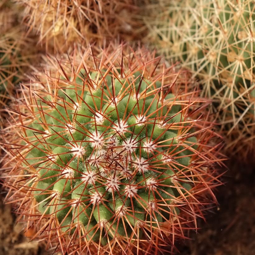 Cactus - Mammillaria ernestii var. rubrispina (Fogliame)