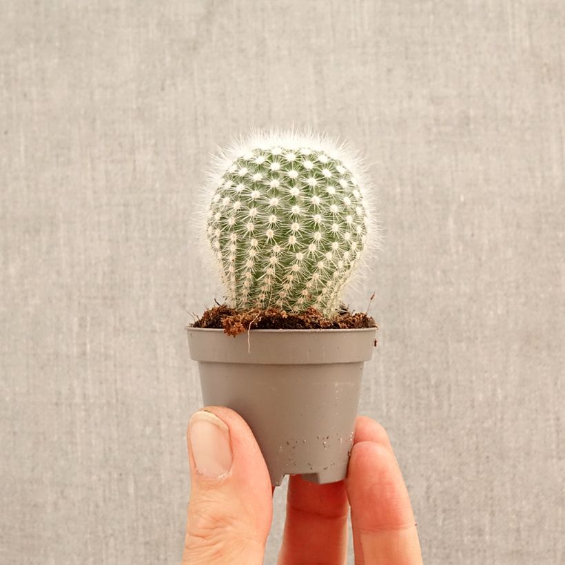 Cactus - Mammillaria hahniana mini-pianta esemplare consegnato in primavera
