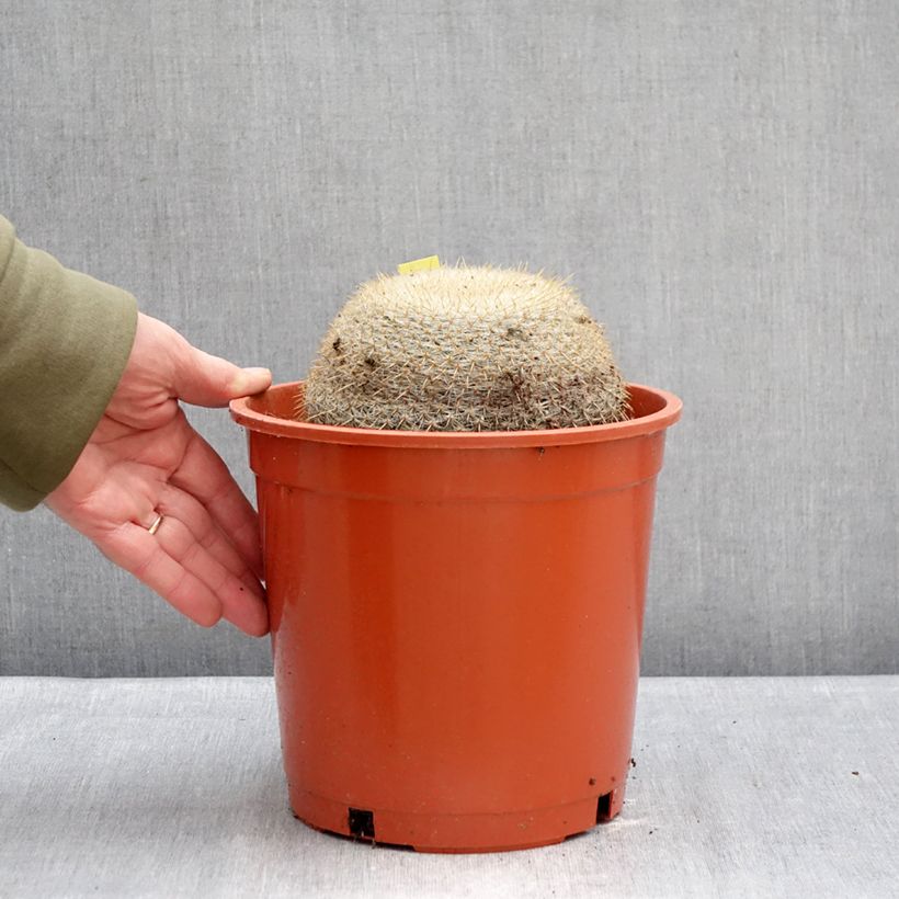 Cactus - Mammillaria muehlenpfordtii Vaso da 4L/5L esemplare consegnato in inverno