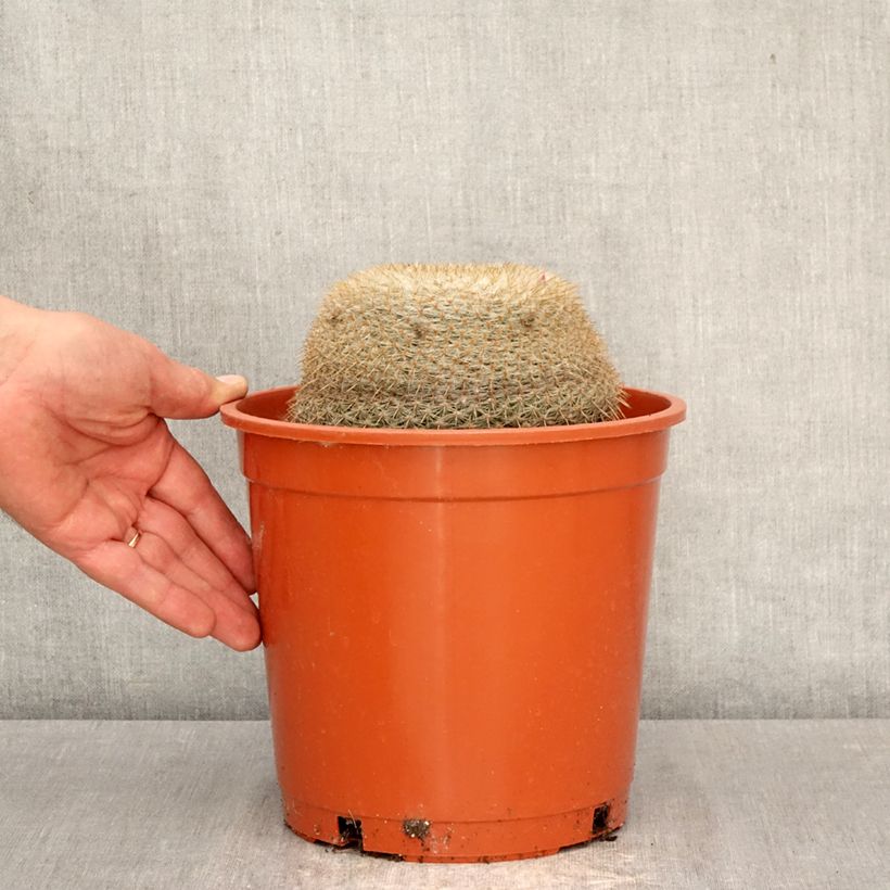 Cactus - Mammillaria muehlenpfordtii Vaso da 4L/5L esemplare consegnato in primavera