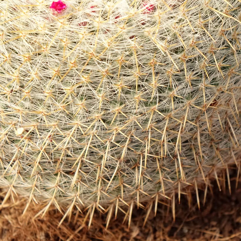 Cactus - Mammillaria muehlenpfordtii (Fogliame)