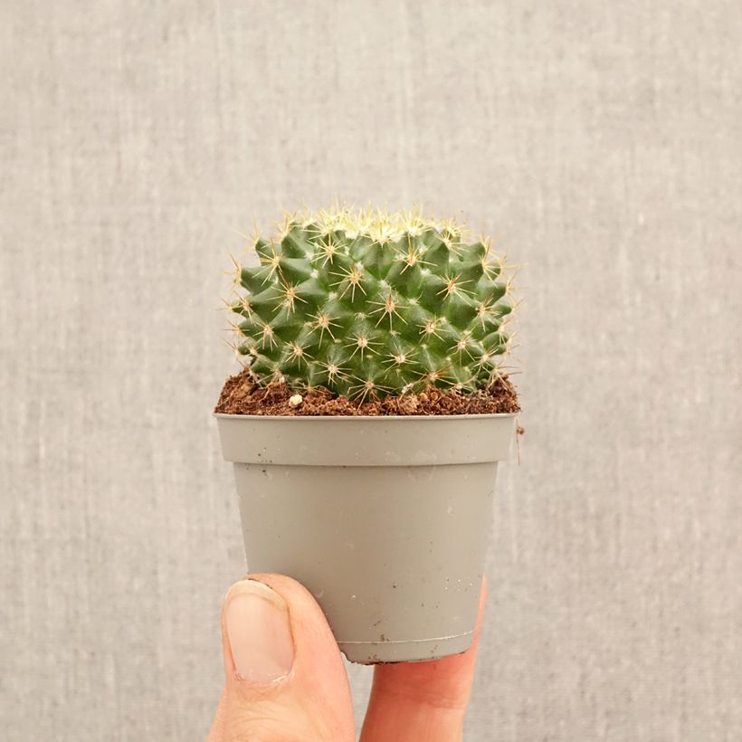 Cactus - Mammillaria pringlei mini-pianta esemplare consegnato in primavera