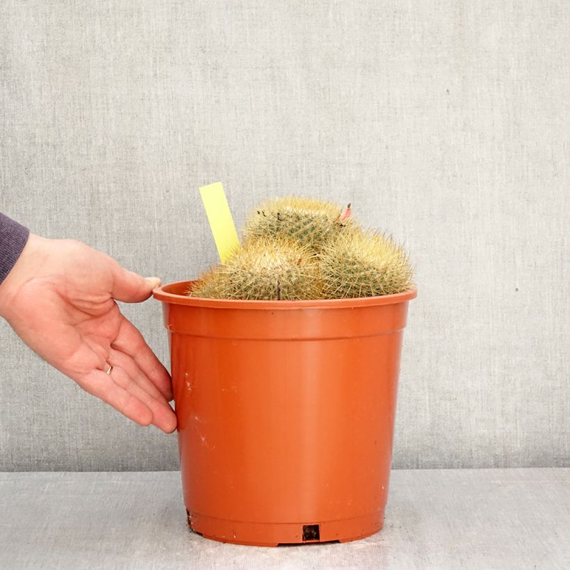 Cactus - Mammillaria pringlei Vaso da 4L/5L esemplare consegnato in primavera