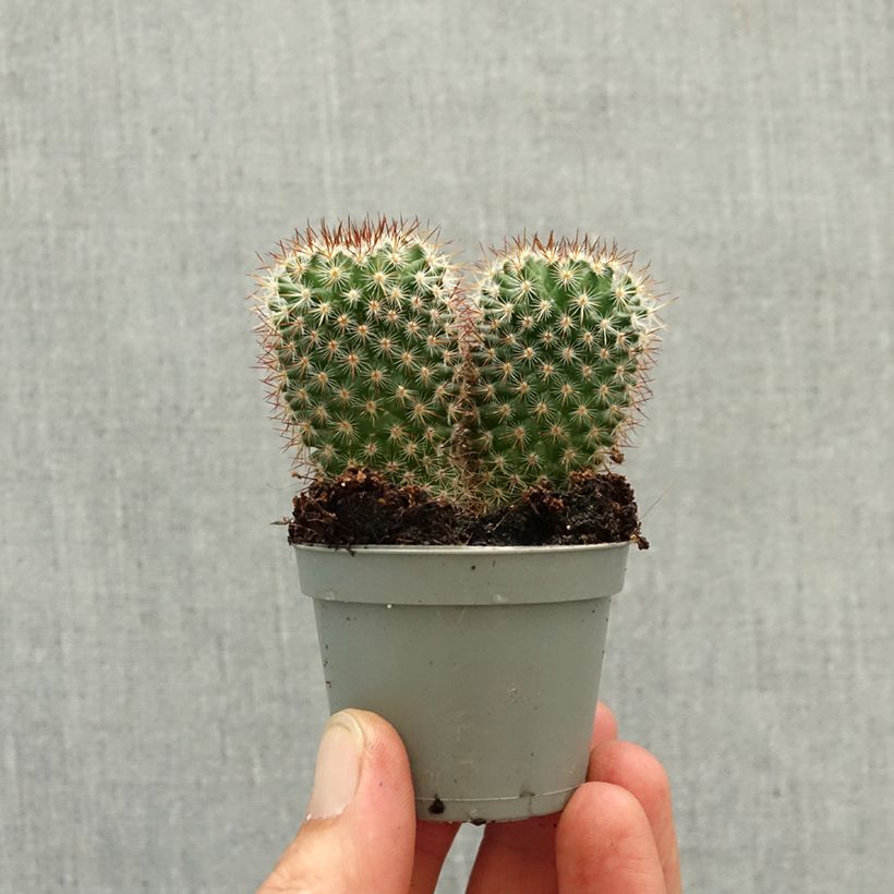 Cactus - Mammillaria spinosissima f. rubrispina  mini-pianta esemplare consegnato in primavera
