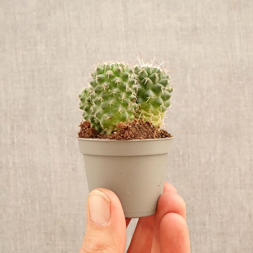 Cactus - Mammillaria Toluca mini-pianta esemplare consegnato in primavera