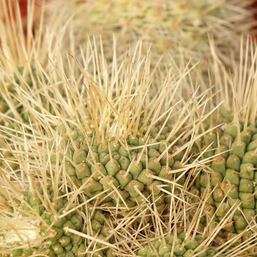 Cactus - Mammillaria Un Pico (Fogliame)