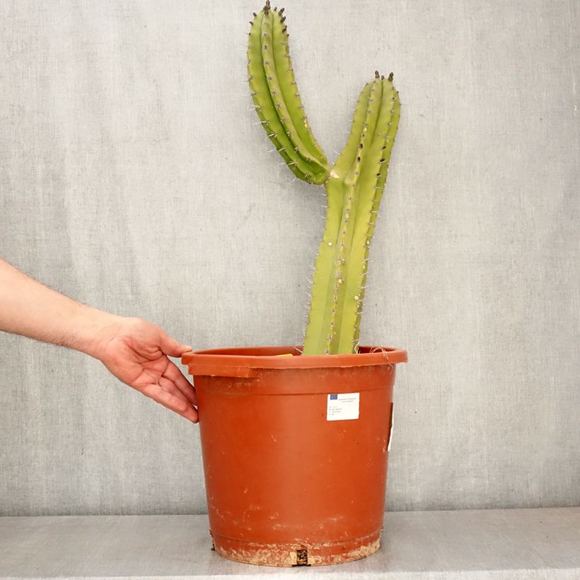 Cactus - Polaskia chende Vaso da 12L/15L esemplare consegnato in primavera