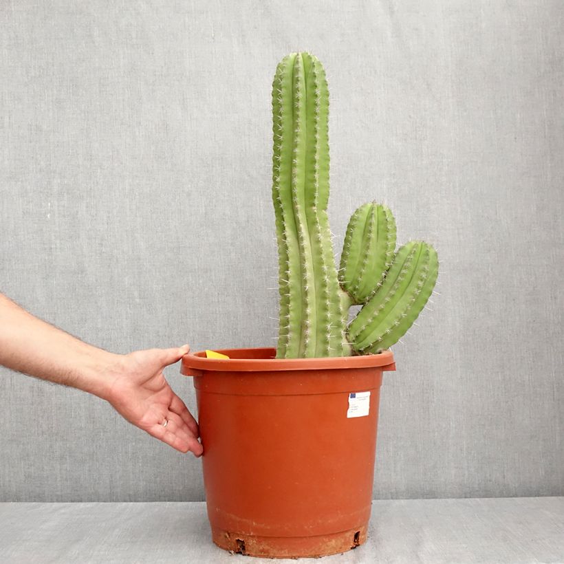 Esemplare di Cactus - Polaskia chichipe Vaso da 12L/15L consegnato in estate