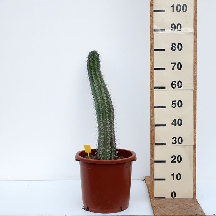 Esemplare di Cactus - Stenocereus griseus Vaso da 12L/15L come consegnato in autunno