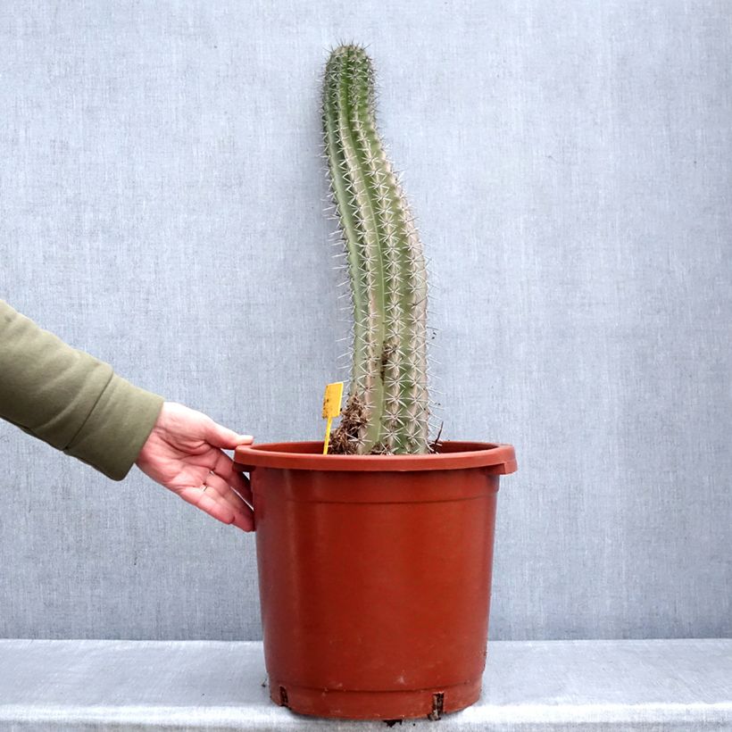 Example of Cactus - Stenocereus griseus Vaso da 12L/15L as you get in hiver