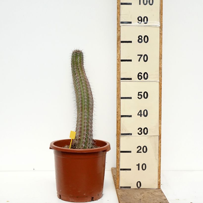 Cactus - Stenocereus griseus Vaso da 12L/15L esemplare consegnato in primavera