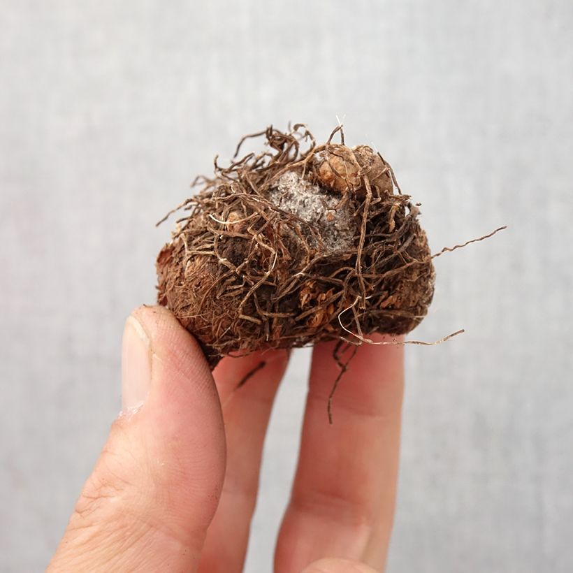 Caladium Aaron - Caladio Bulbo taglia I esemplare consegnato in primavera