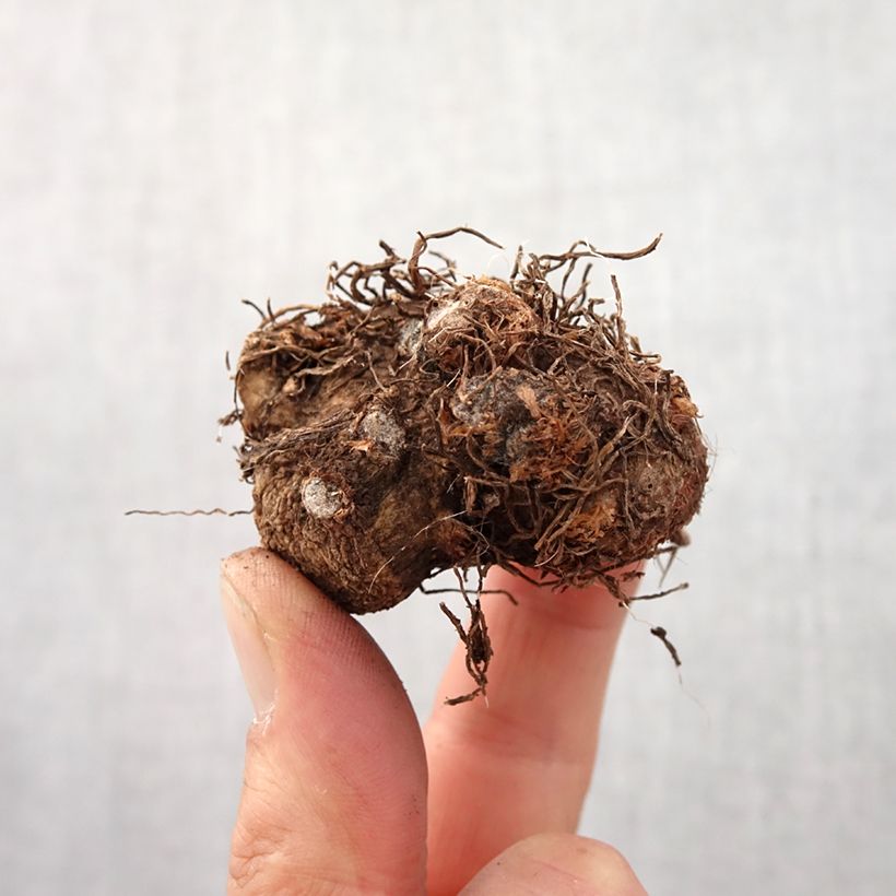 Caladium bicolor Candidum - Caladio Bulbo taglia I esemplare consegnato in primavera