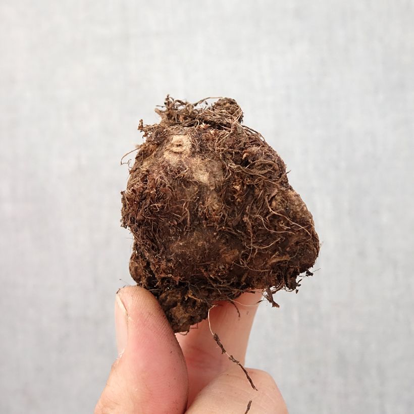 Caladium Carolyn Whorton - Caladio Bulbo taglia I esemplare consegnato in primavera