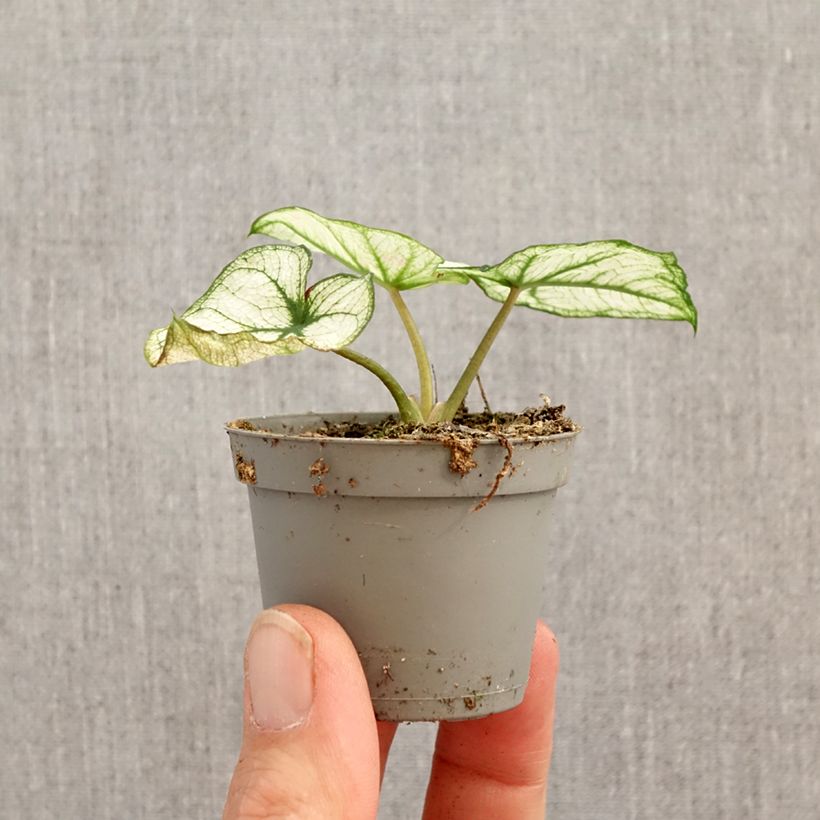 Caladium Kelly - Caladio mini-pianta esemplare consegnato in primavera