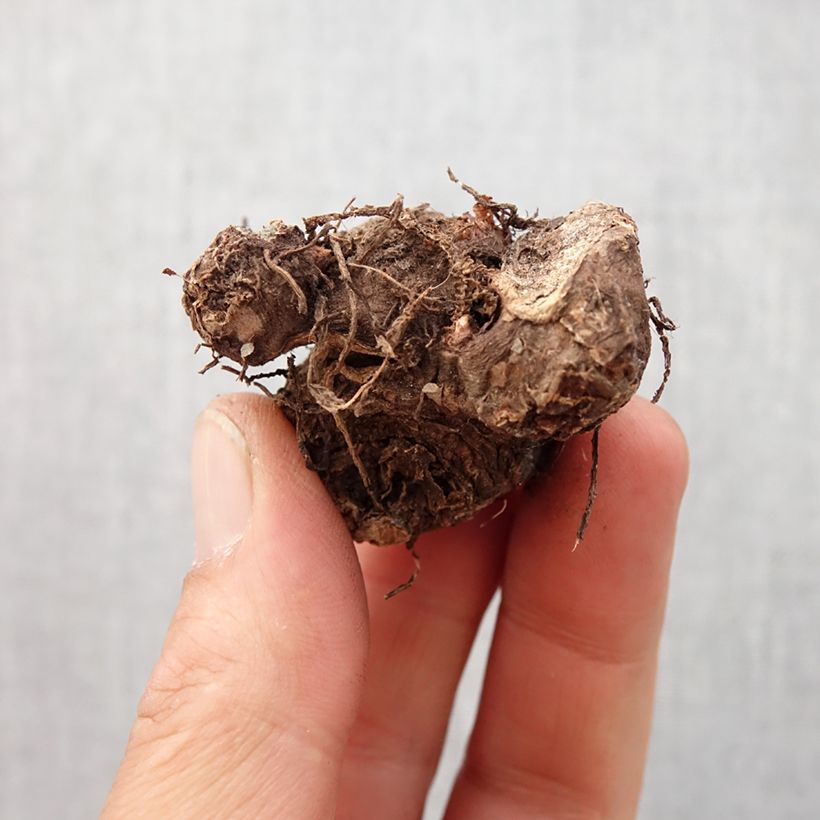 Caladium Red Flash - Caladio Bulbo taglia I esemplare consegnato in primavera