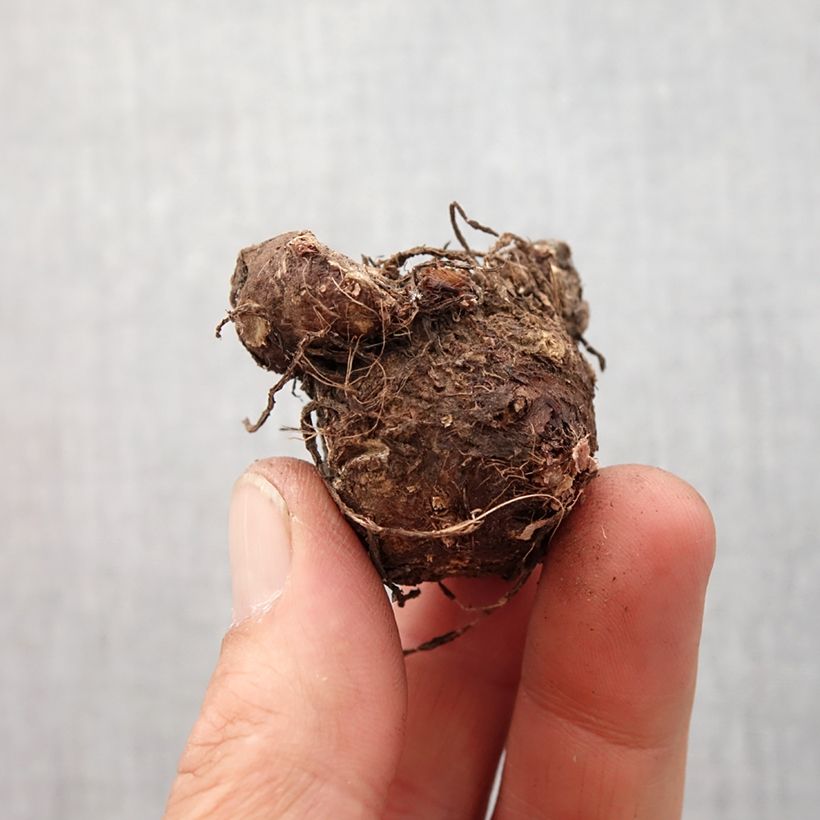 Caladium White Queen - Caladio Bulbo taglia I esemplare consegnato in primavera