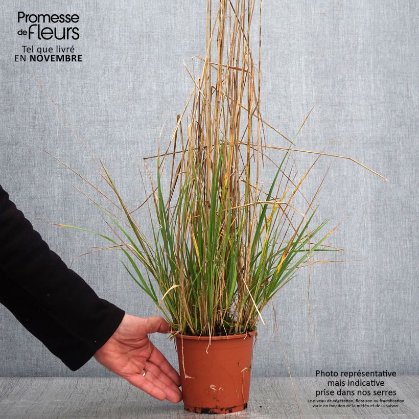 Esemplare di Calamagrostis acutiflora Avalanche - Calamagrostide Pot de 1L/1,5L come consegnato in autunno