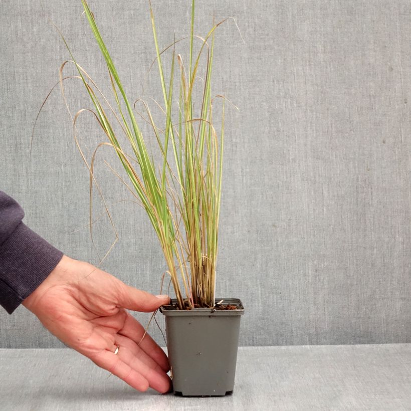 Esemplare di Calamagrostis acutiflora Eldorado Vasetto da 8/9 cm come consegnato in autunno