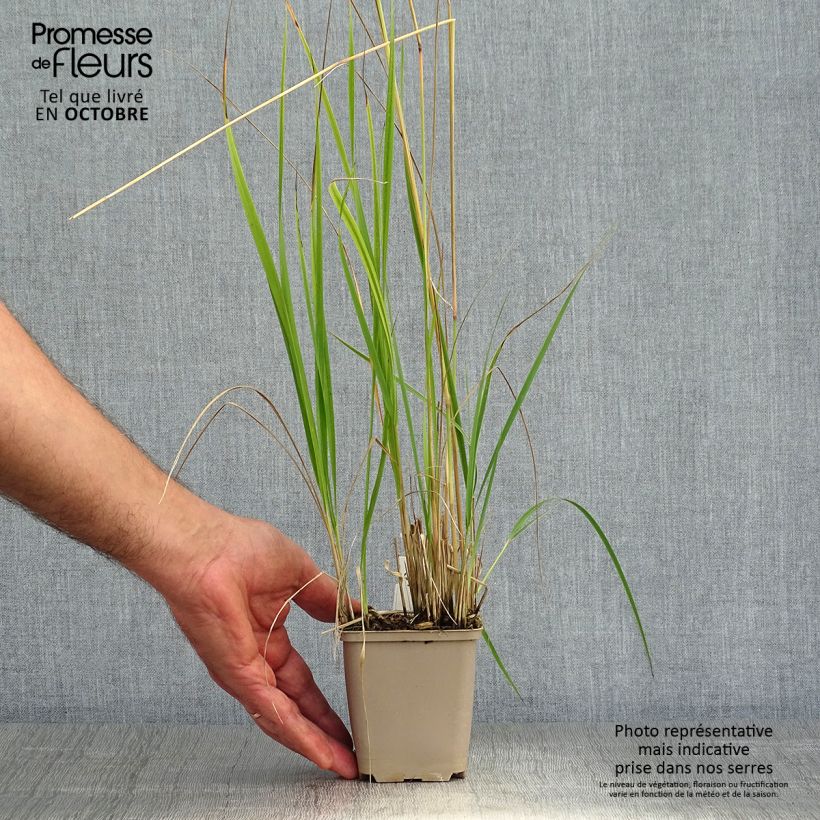 Esemplare di Calamagrostis acutiflora Overdam Vasetto da 8/9 cm come consegnato in autunno