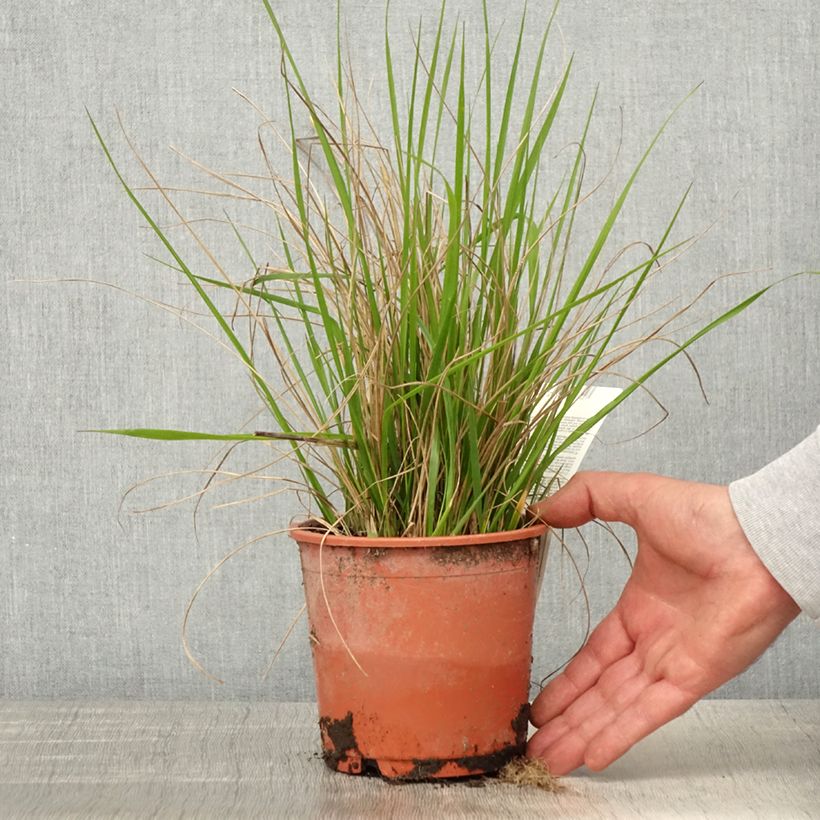 Example of Calamagrostis acutiflora Waldenbuch Vaso da 1L/1,5L as you get in printemps