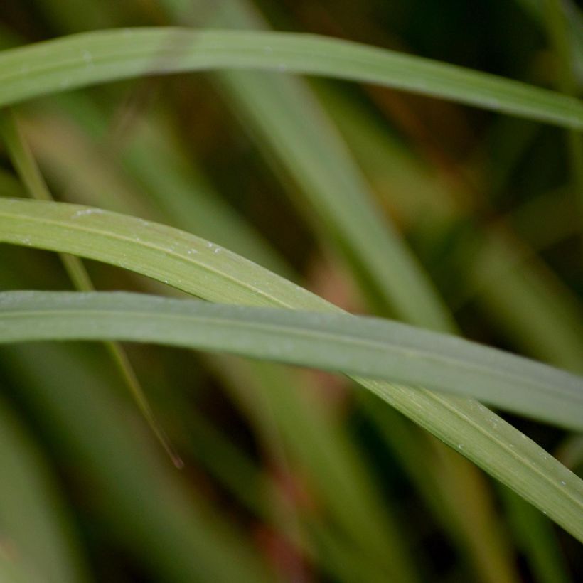 Calamagrostis brachytricha (Foliage)