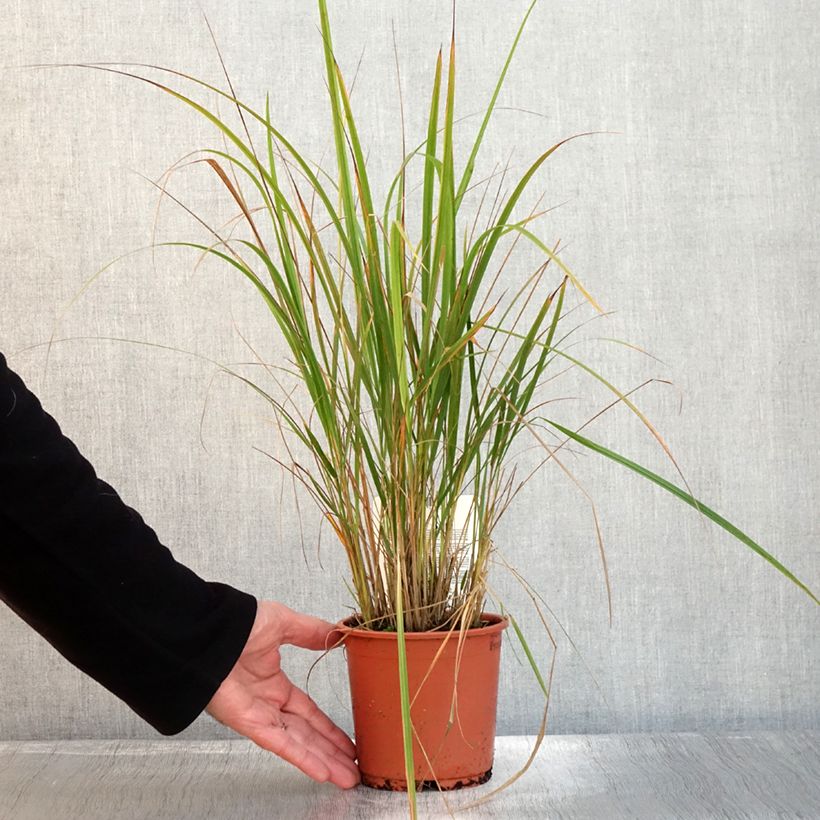 Esemplare di Calamagrostis brachytricha - Herbe aux diamants Pot de 1L/1,5L come consegnato in autunno