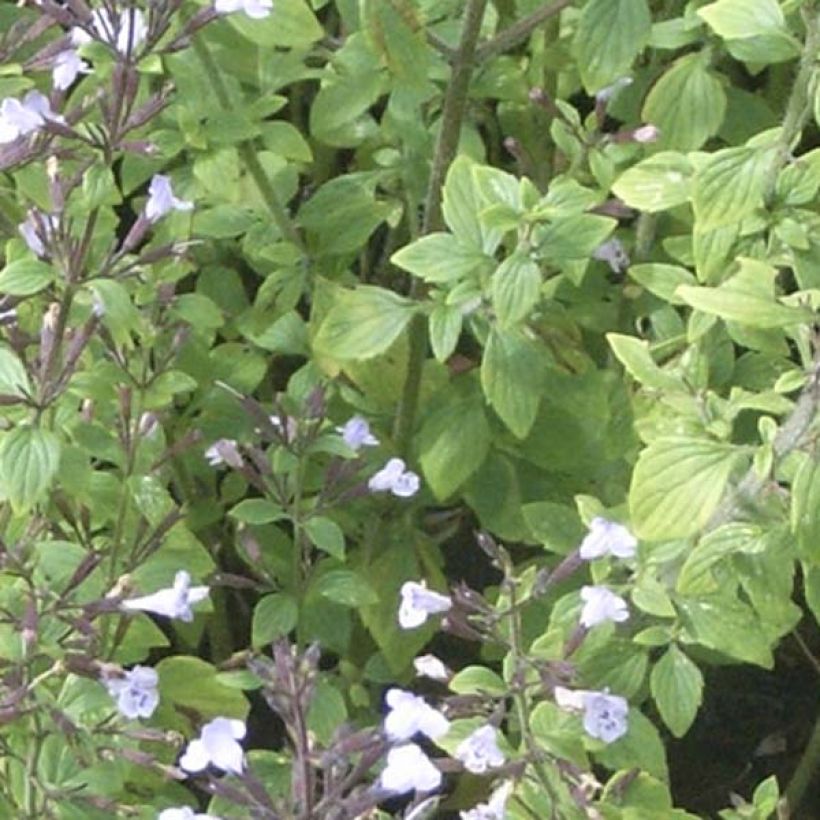 Calamintha nepeta - Mentuccia commune (Foliage)