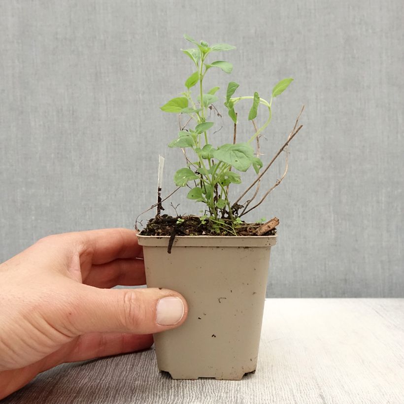 Example of Calamintha nepeta Weisser Riese - Mentuccia comune Vasetto da 8/9 cm as you get in printemps