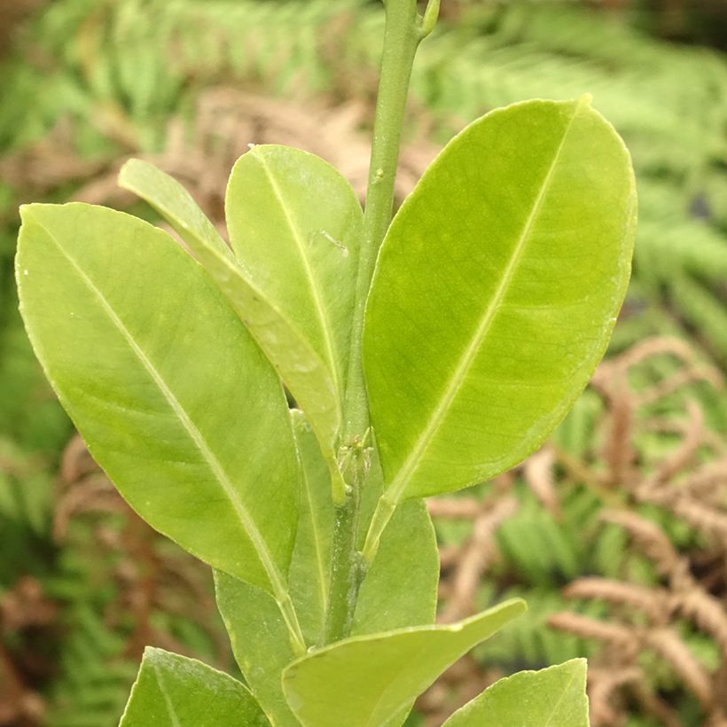 Citrus madurensis - Calamondino (Fogliame)