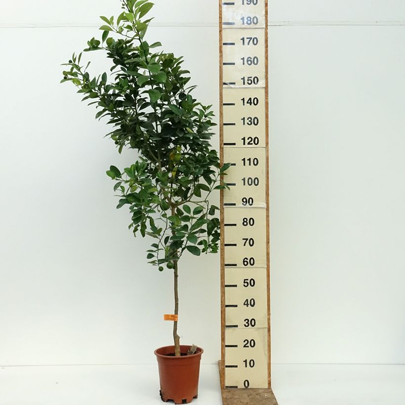 Esemplare di Citrus madurensis - Calamondino Vaso da 3L/4L, Multifusto consegnato in estate