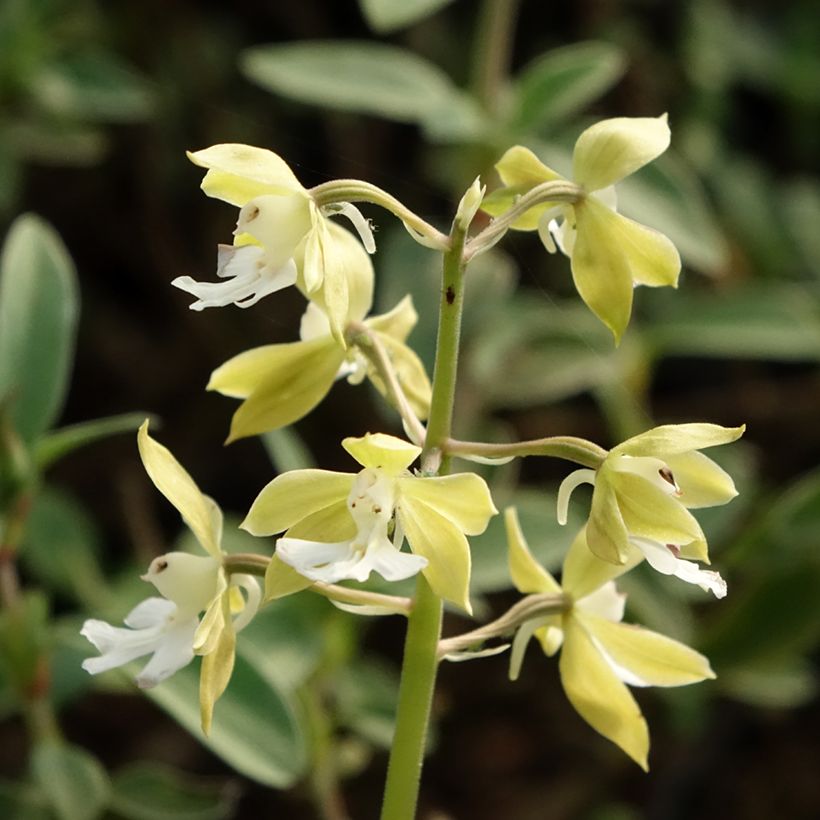 Calanthe discolor (Fioritura)