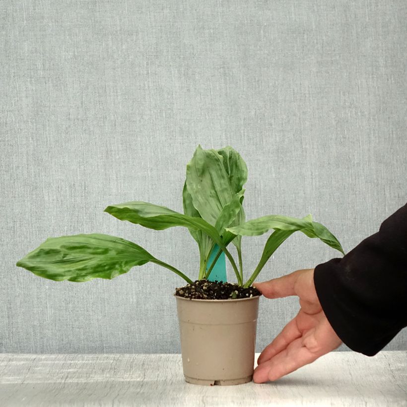 Esemplare di Calanthe discolor Pot de 1L/1,5L calibre I come consegnato in autunno