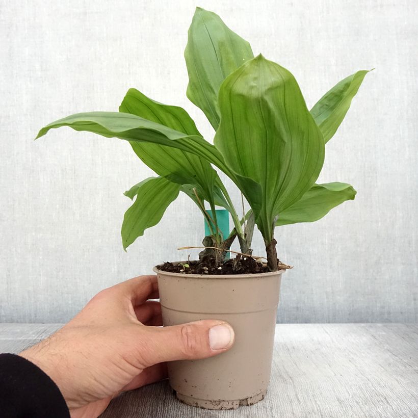 Esemplare di Calanthe Olive Green - Orchidée vivace Pot de 1,5L/2L come consegnato in autunno