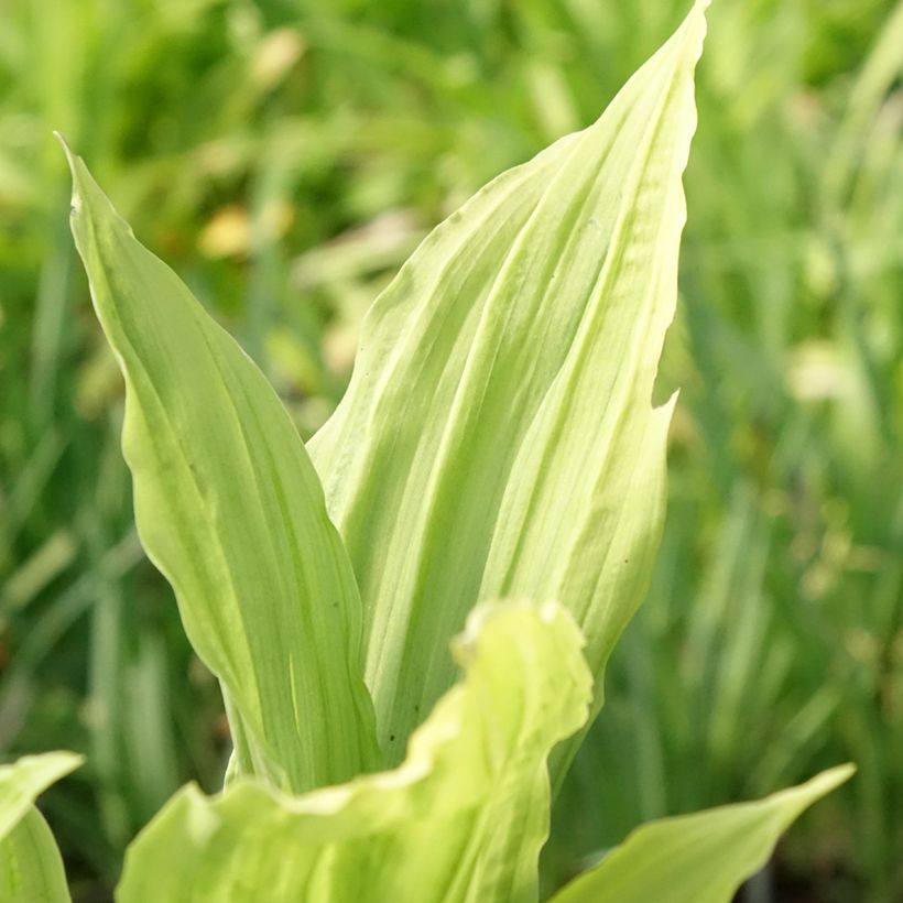 Calanthe Pink & Cream (Fogliame)